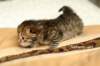 salomegirlimg_7043_small.jpg