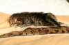 salomegirlimg_7045_small.jpg