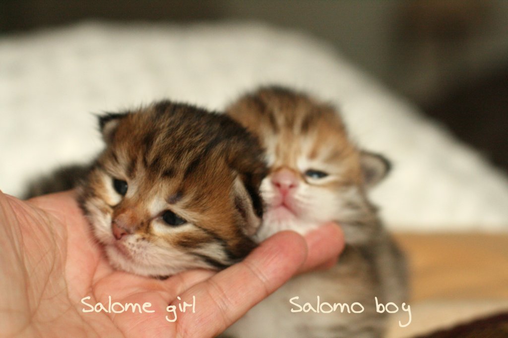 salomegirlsalomoboyimg_7026.jpg