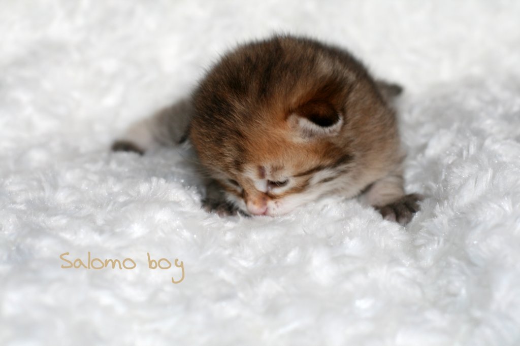 salomoboy.jpg