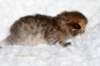 salomoboyimg_6938_small.jpg