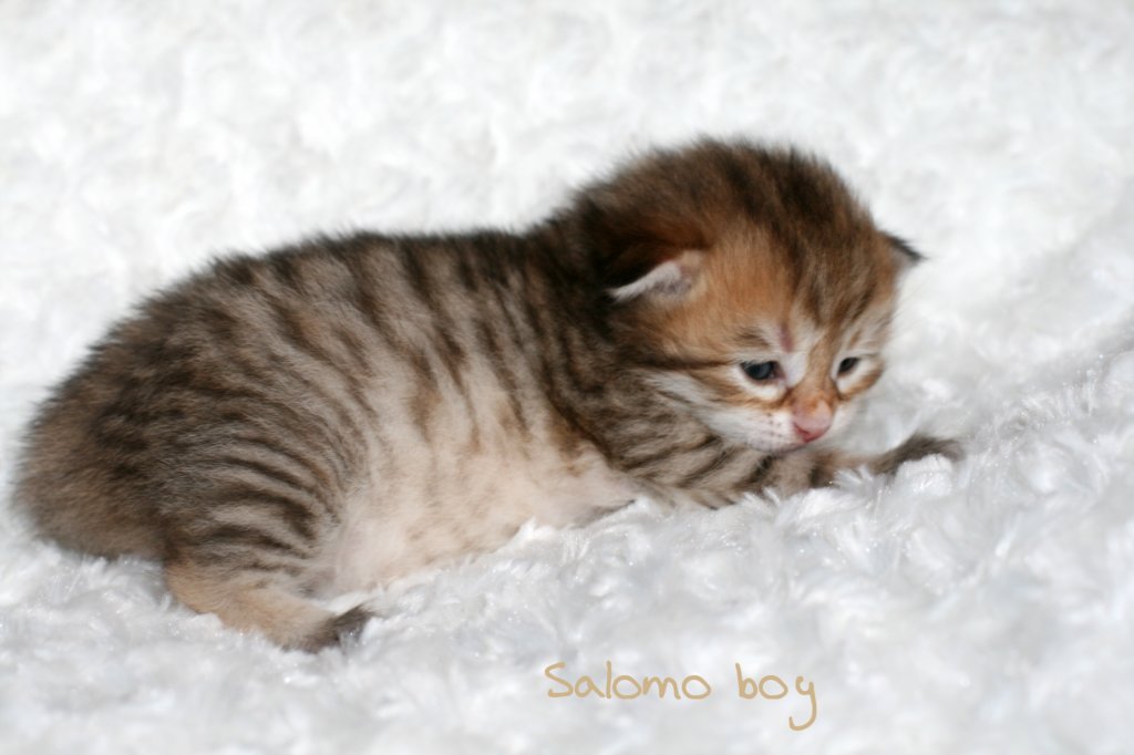 salomoboyimg_6940.jpg