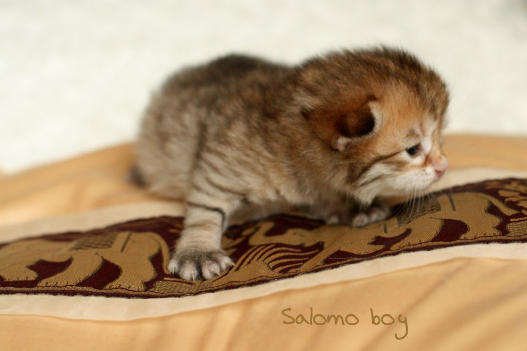 salomoboyimg_6955.jpg