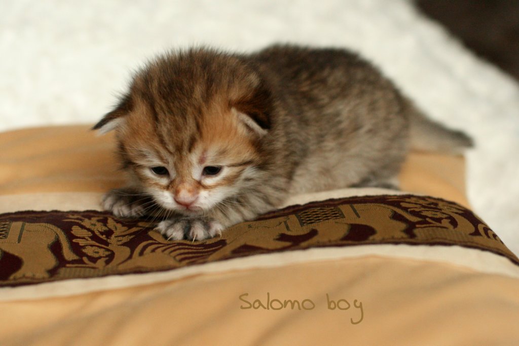 salomoboyimg_6958.jpg