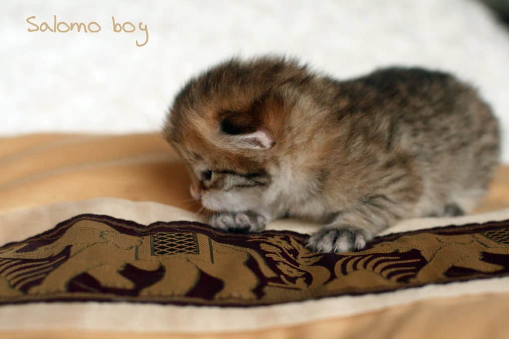 salomoboyimg_6963.jpg
