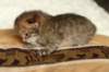 salomoboyimg_6965_small.jpg