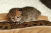 salomoboyimg_6967_small.jpg