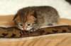 salomoboyimg_6968_small.jpg