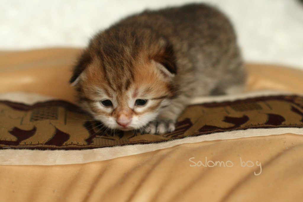 salomoboyimg_6969.jpg