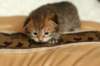 salomoboyimg_6969_small.jpg