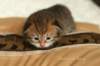 salomoboyimg_6971_small.jpg