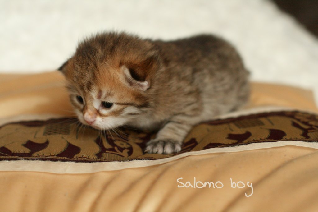 salomoboyimg_6975.jpg