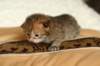 salomoboyimg_6976_small.jpg