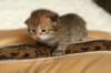 salomoboyimg_6977_small.jpg