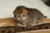 salomoboyimg_6980_small.jpg