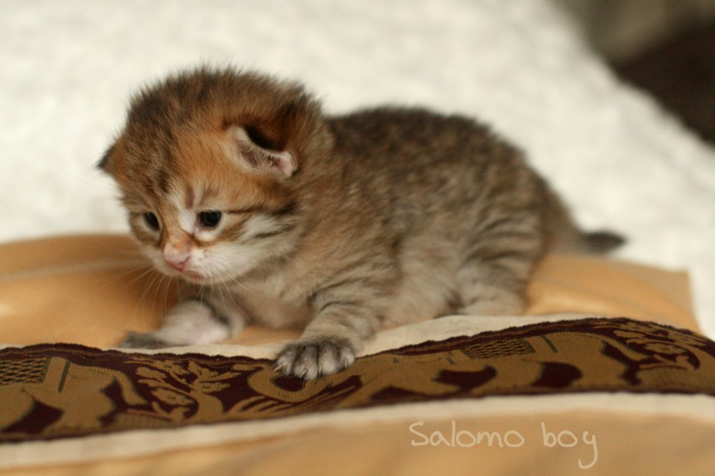 salomoboyimg_6982.jpg