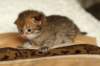 salomoboyimg_6982_small.jpg