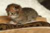 salomoboyimg_6985_small.jpg