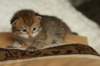 salomoboyimg_6987_small.jpg
