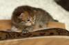 salomoboyimg_6988_small.jpg