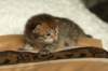 salomoboyimg_6989_small.jpg