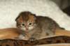 salomoboyimg_6990_small.jpg