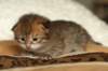salomoboyimg_6992_small.jpg