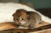 salomoboyimg_6998_small.jpg
