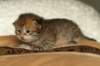 salomoboyimg_6999_small.jpg