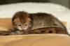 salomoboyimg_7019_small.jpg