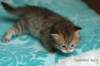 salomoboyimg_7365_small.jpg