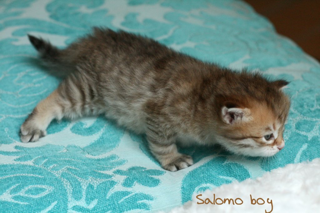 salomoboyimg_7366.jpg