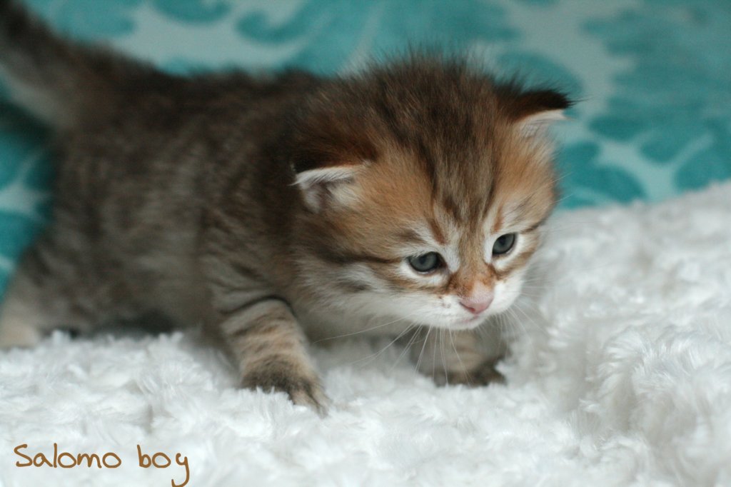 salomoboyimg_7372.jpg