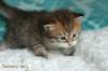 salomoboyimg_7372_small.jpg