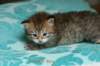 salomoboyimg_7375_small.jpg