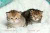 salomoboysalomegirlimg_7458_small.jpg