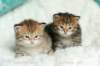 salomoboysalomegirlimg_7459_small.jpg
