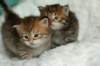 salomoboysalomegirlimg_7464_small.jpg