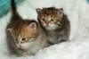 salomoboysalomegirlimg_7465_small.jpg