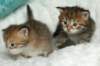 salomoboysalomegirlimg_7466_small.jpg