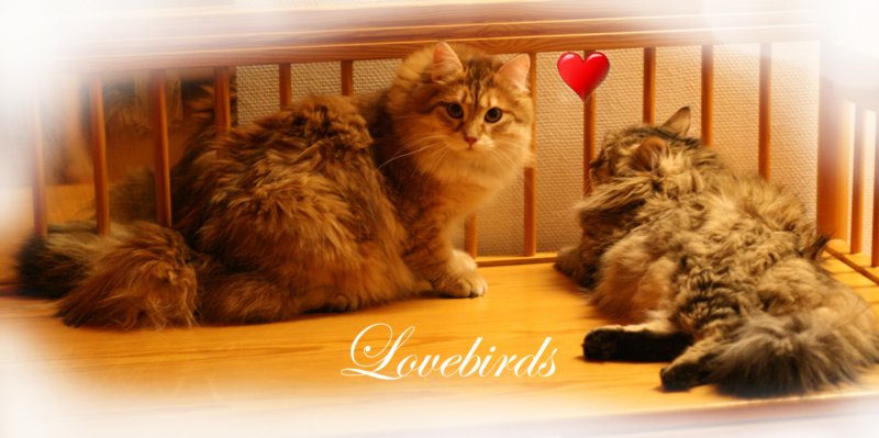lovebirds.jpg