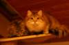 nooajaclaudia14_small.jpg