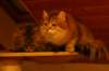 nooajaclaudia15_small.jpg