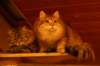 nooajaclaudia17_small.jpg