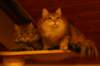 nooajaclaudia18_small.jpg