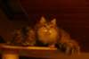 nooajaclaudia25_small.jpg