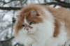scamurinhiskiadvmsibd0323malesiberian_small.jpg