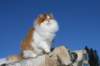img_4865_small.jpg
