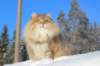 img_5890_small.jpg