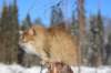 img_5951_small.jpg